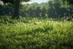 小草