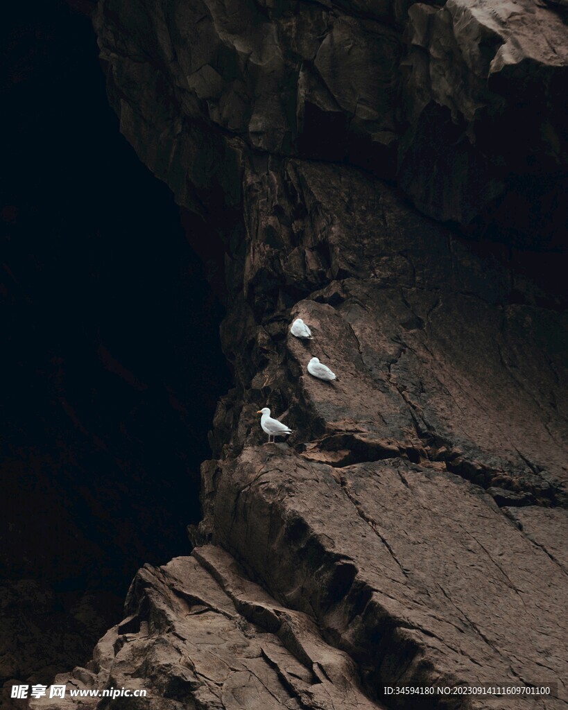 岩石上的海鸥