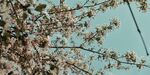 春天的花