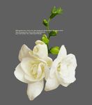 白色小苍兰花朵适量设计植物素材