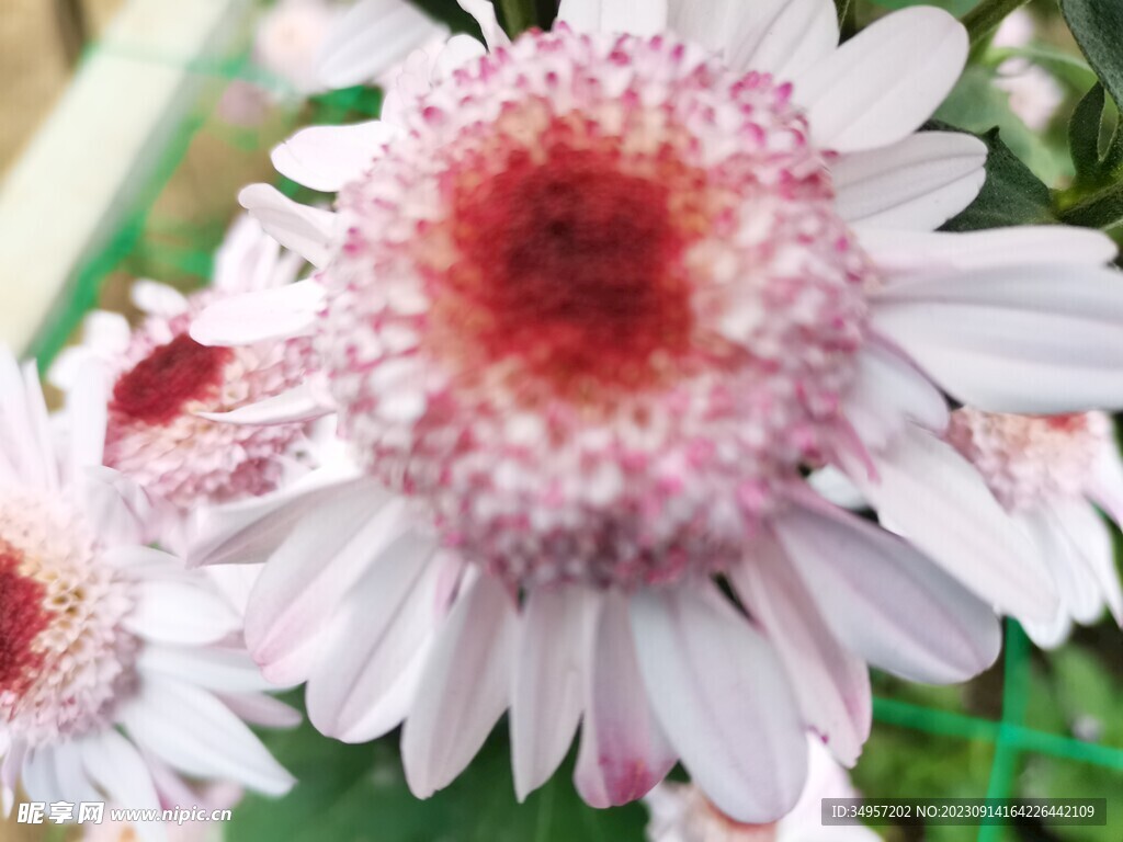 特色菊花