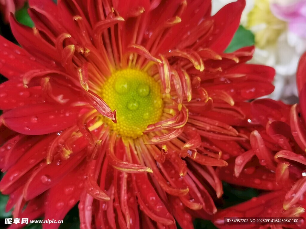 特色菊花