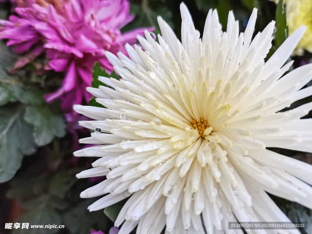 特色菊花