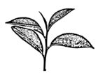 茶叶线描