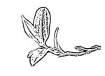 茶叶线描