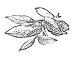 茶叶线描