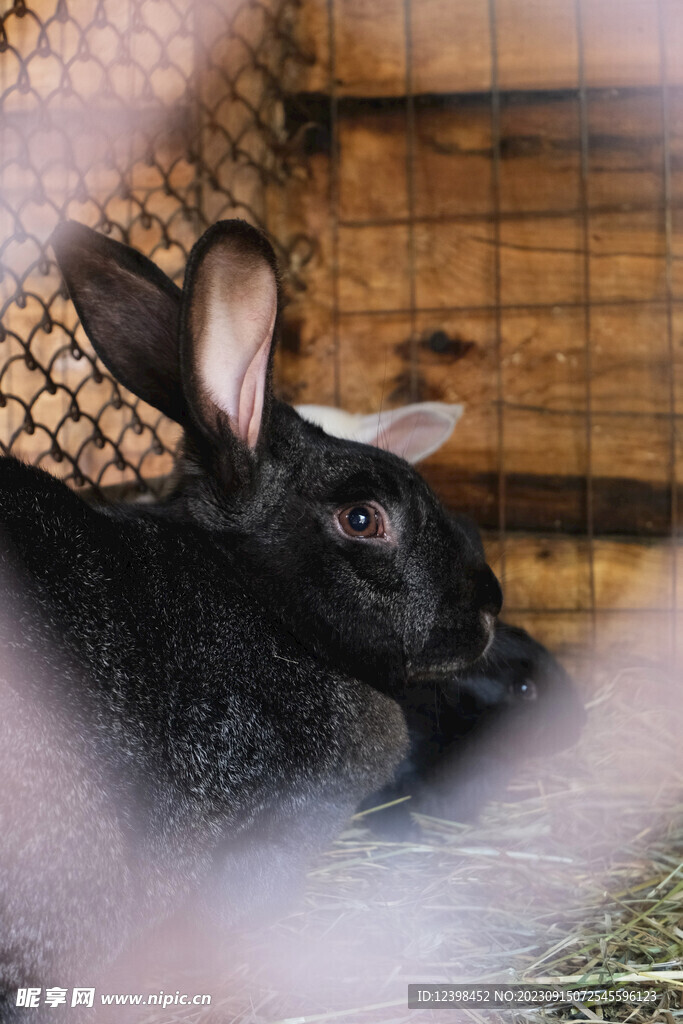 兔子