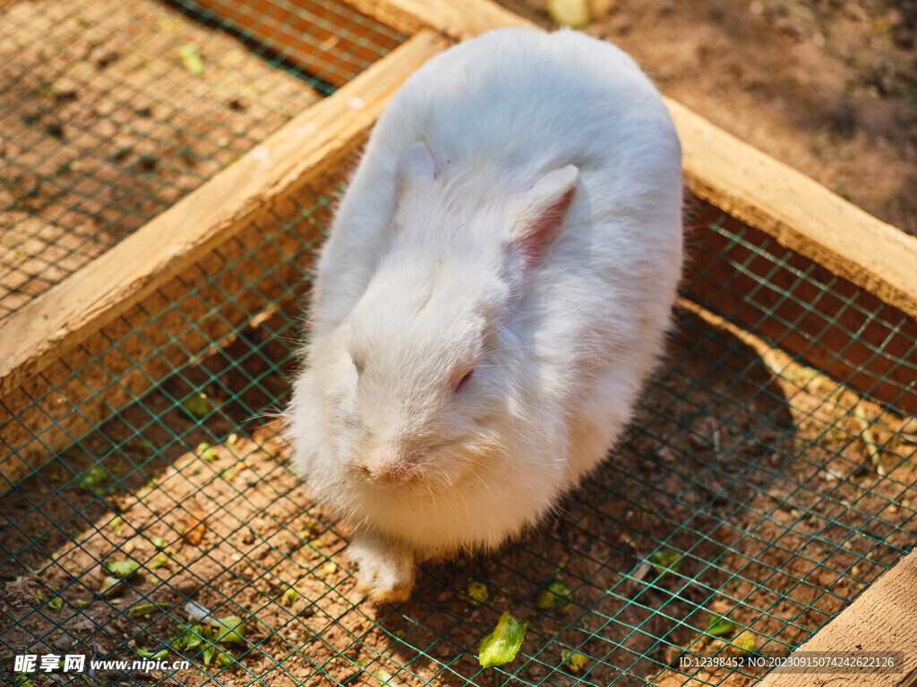 兔子
