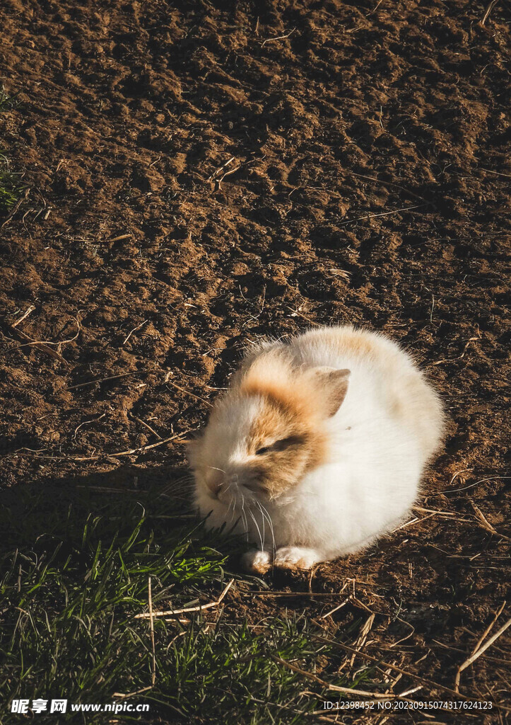 兔子