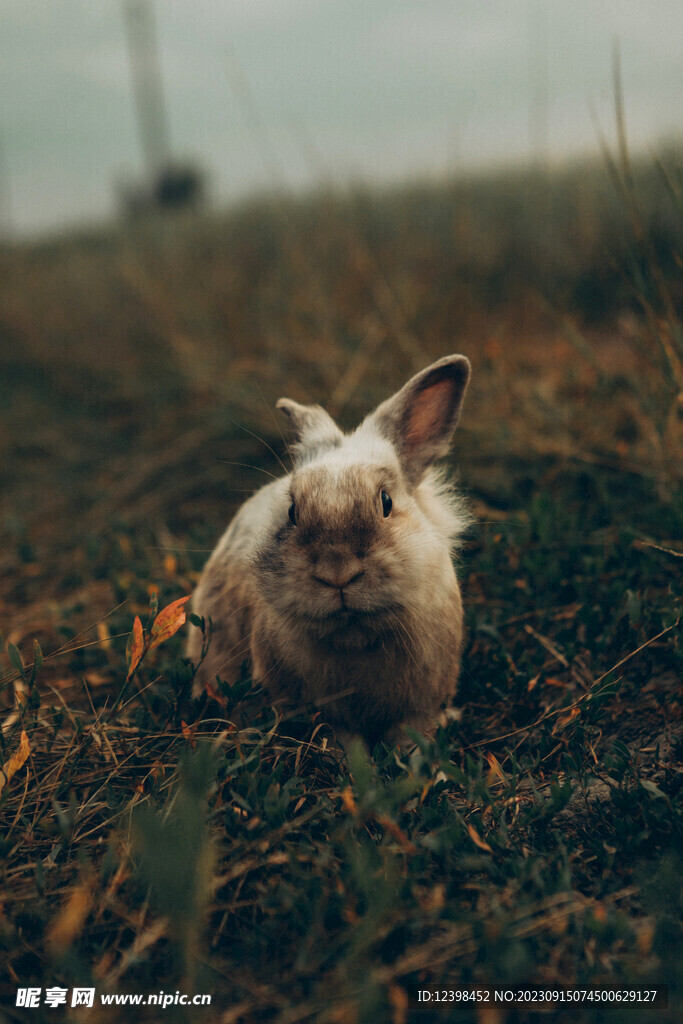 兔子