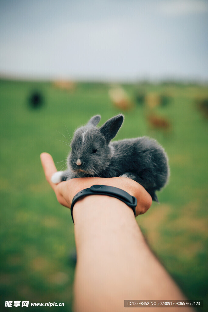 兔子