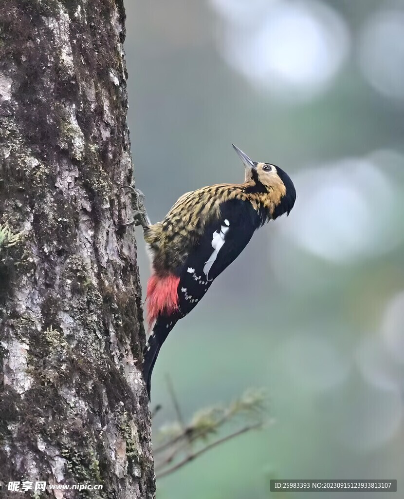 山雀