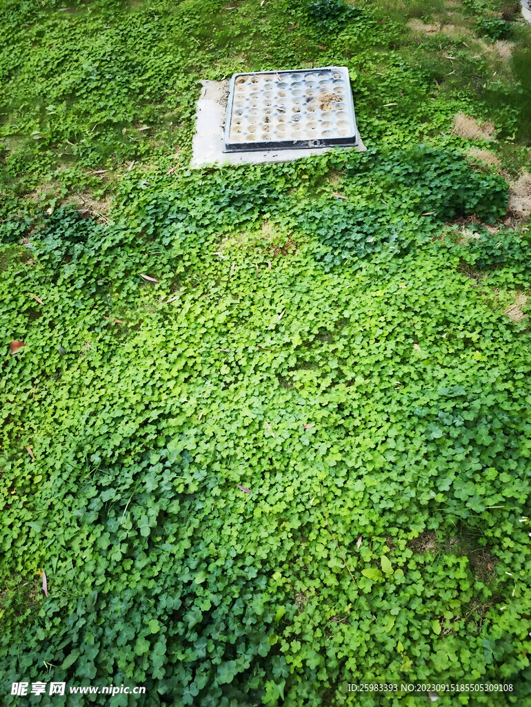 草地
