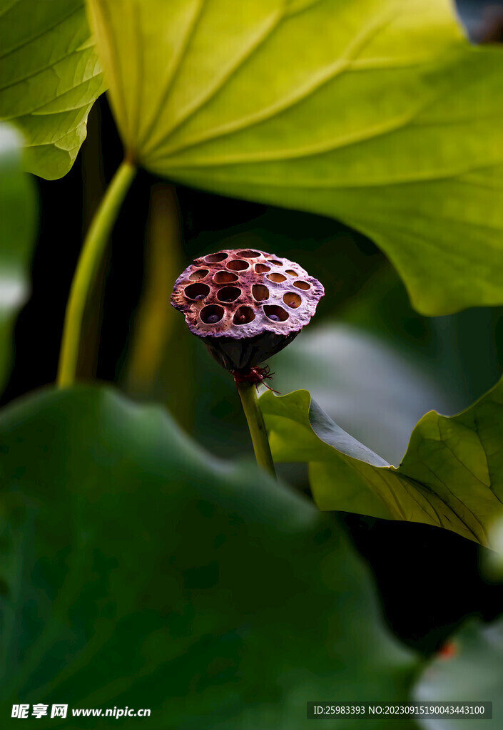 莲蓬