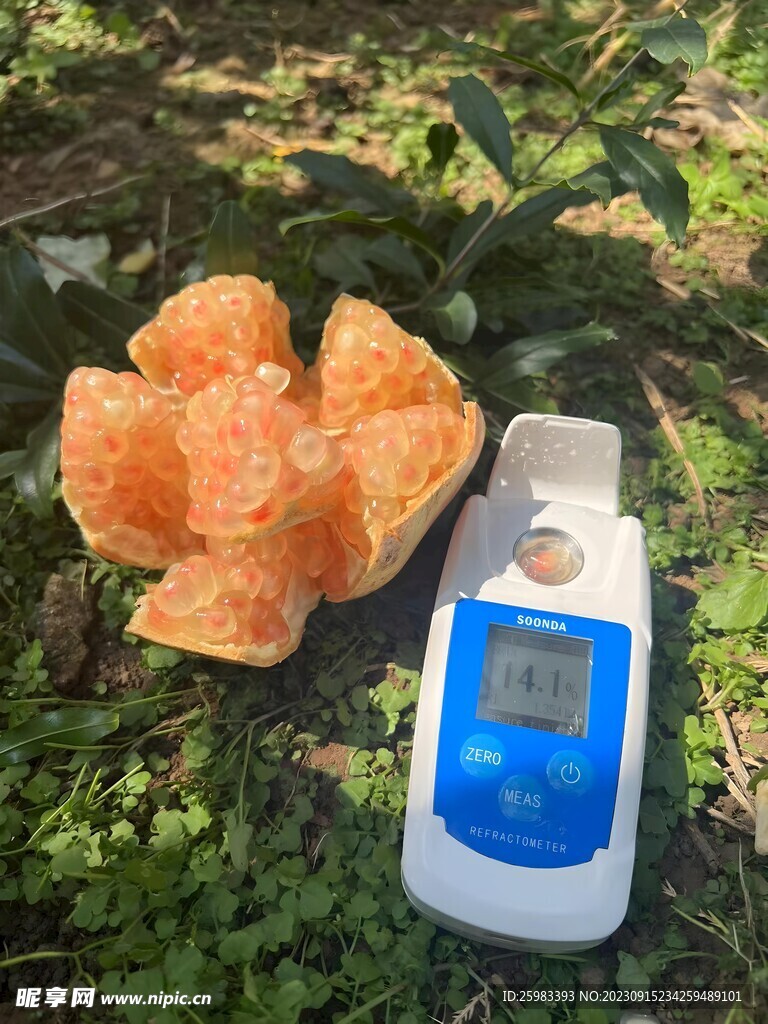 石榴