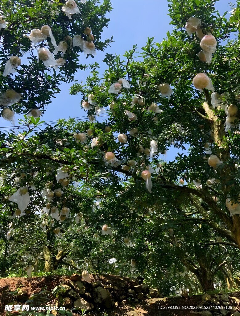 石榴栽培