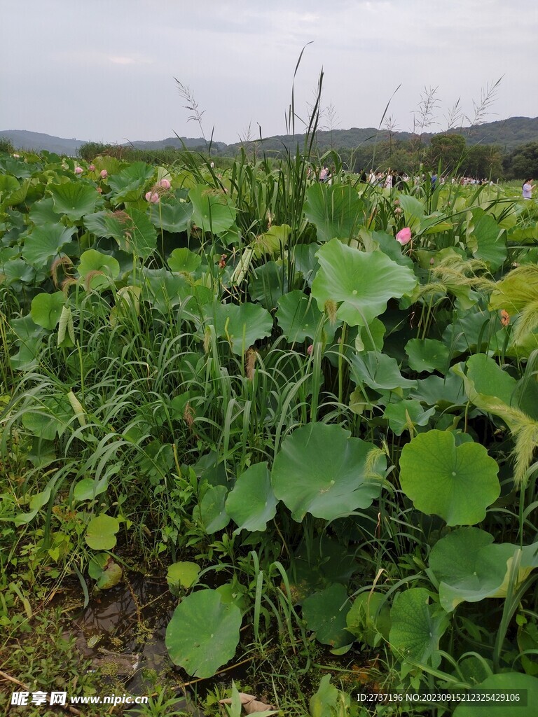 荷花池