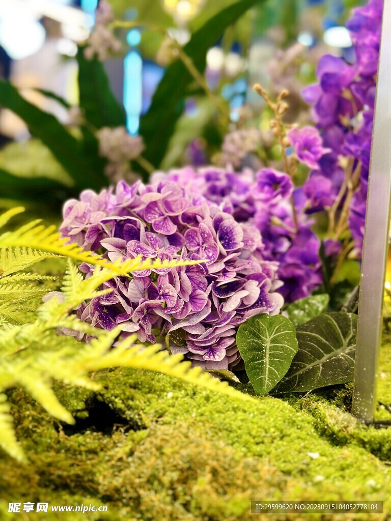 绣球花