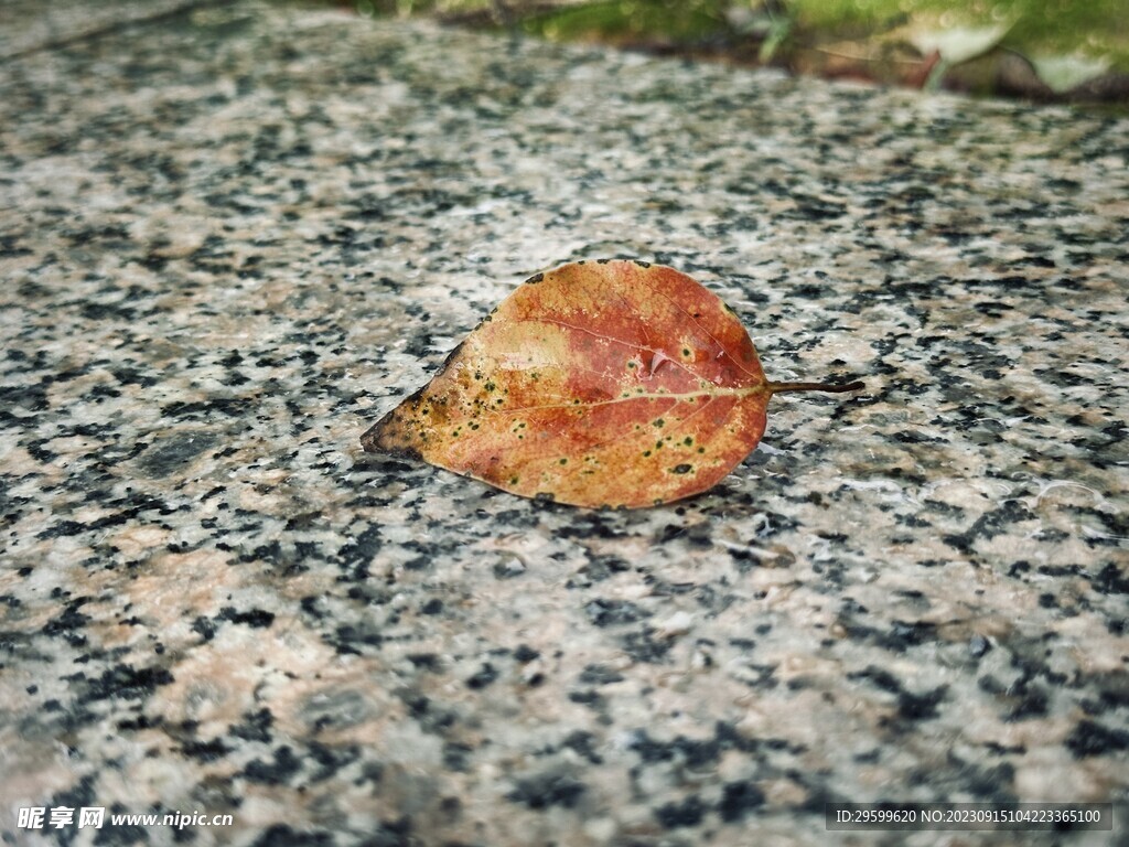 落叶