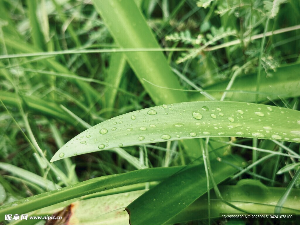 水鬼蕉