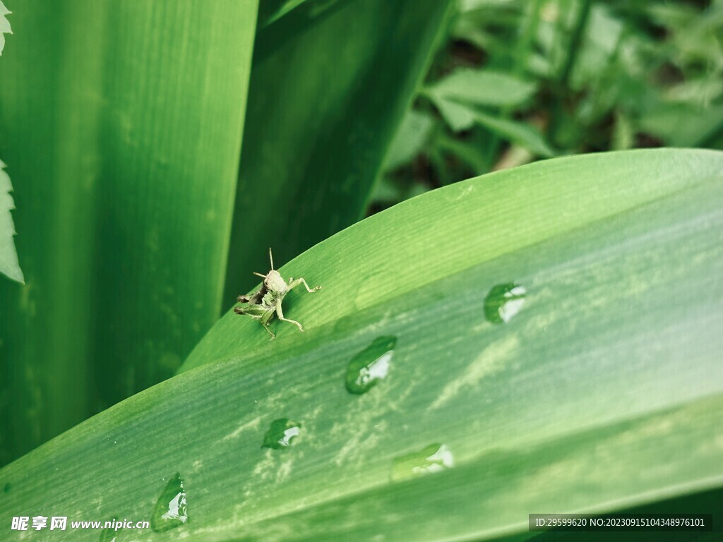 水鬼蕉