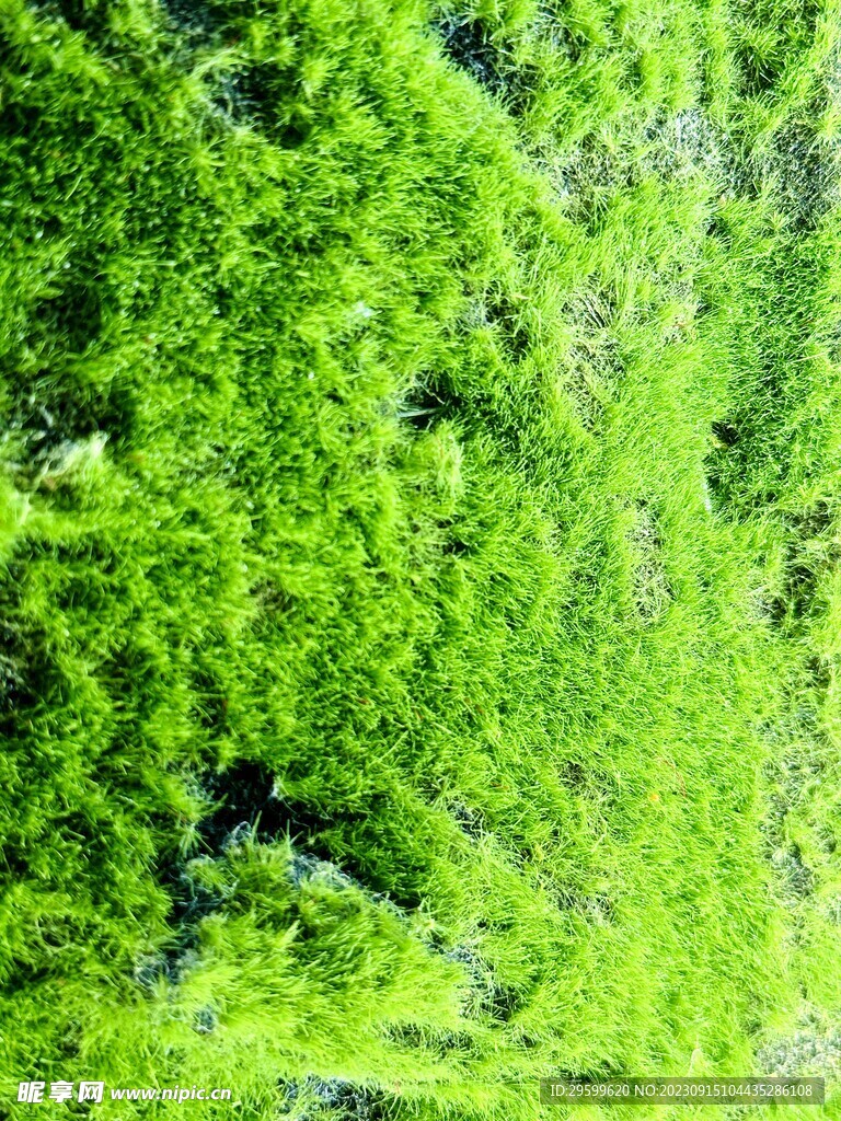 小草