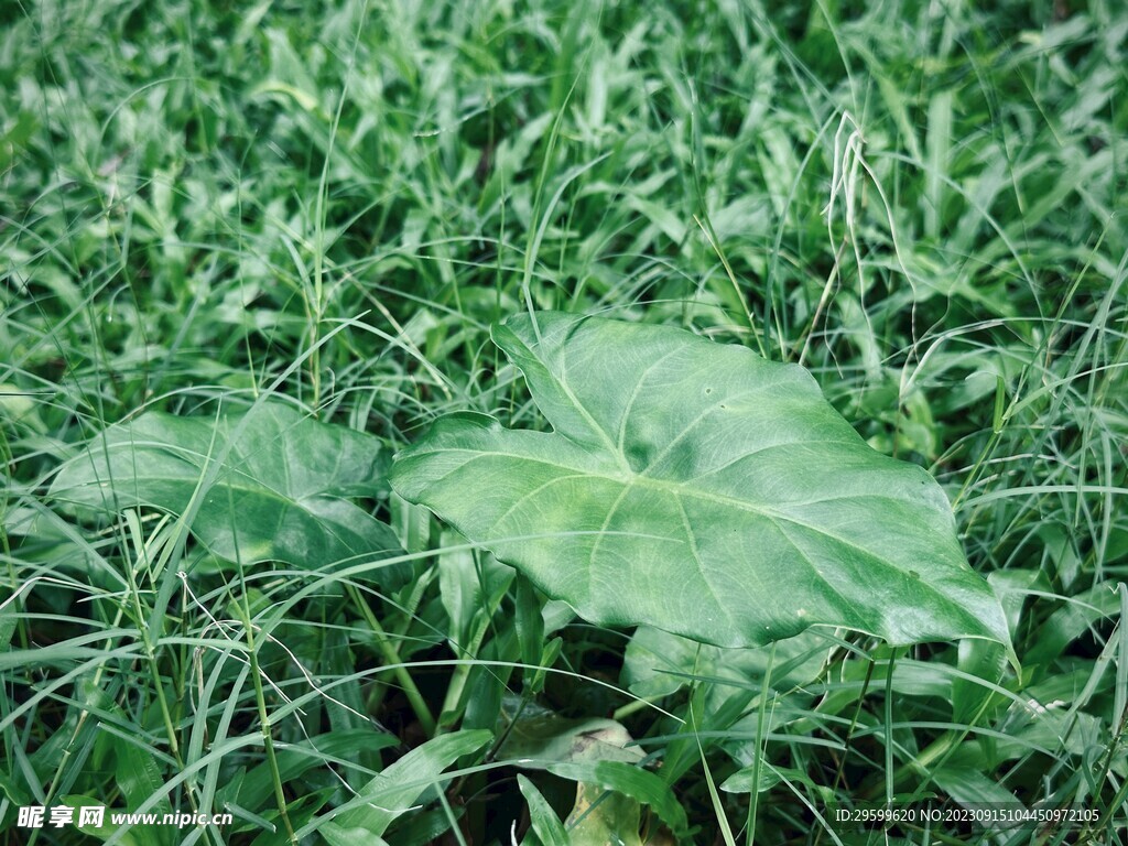 滴水观音