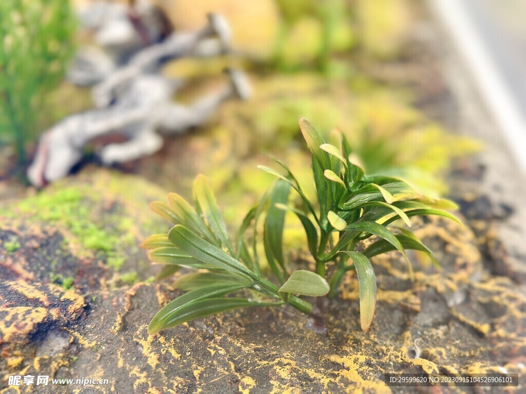 恐龙