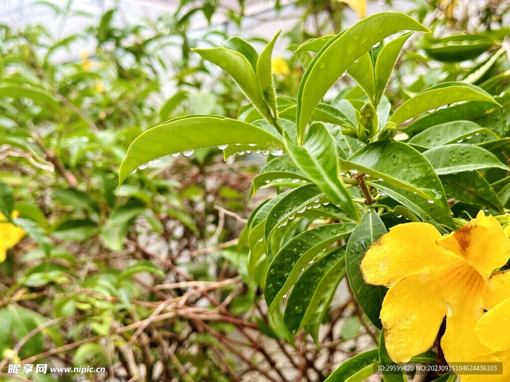 软枝黄蝉