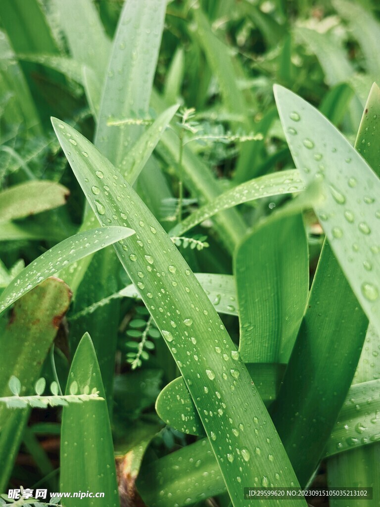 水鬼蕉