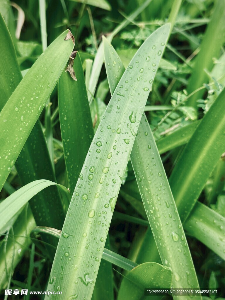 水鬼蕉