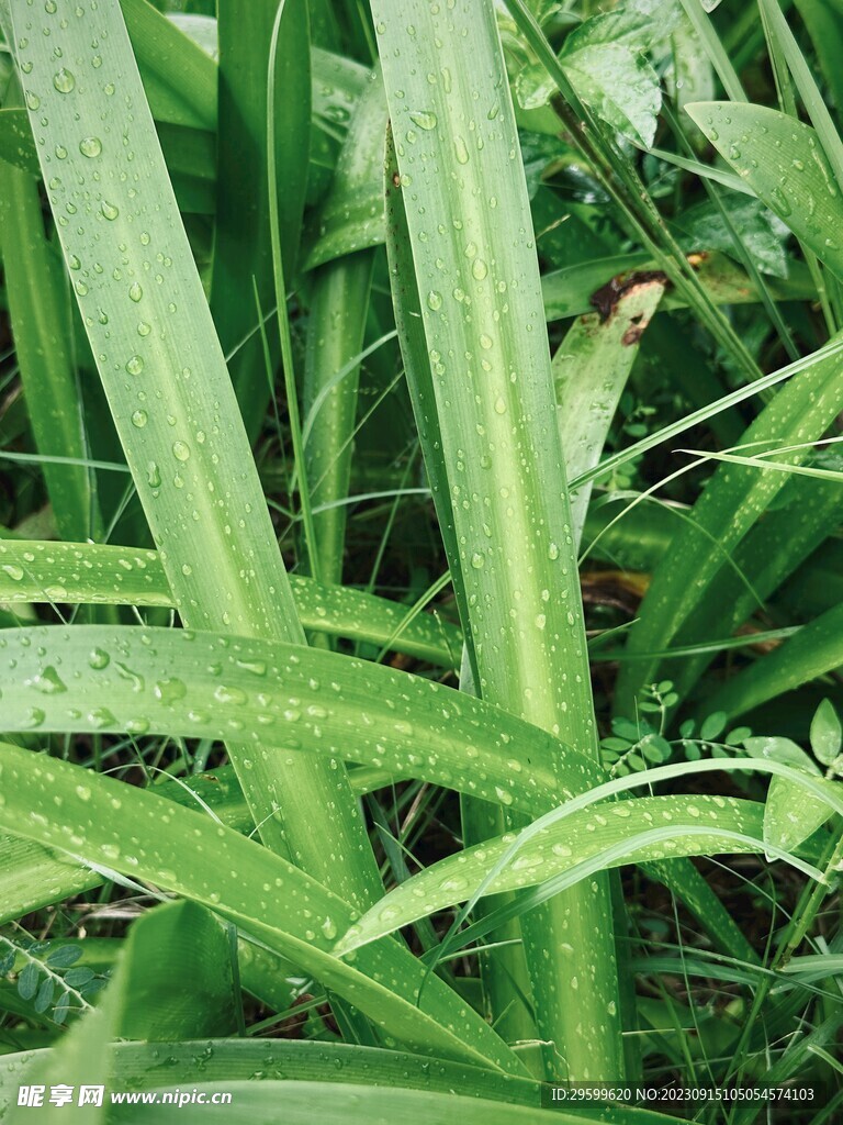 水鬼蕉