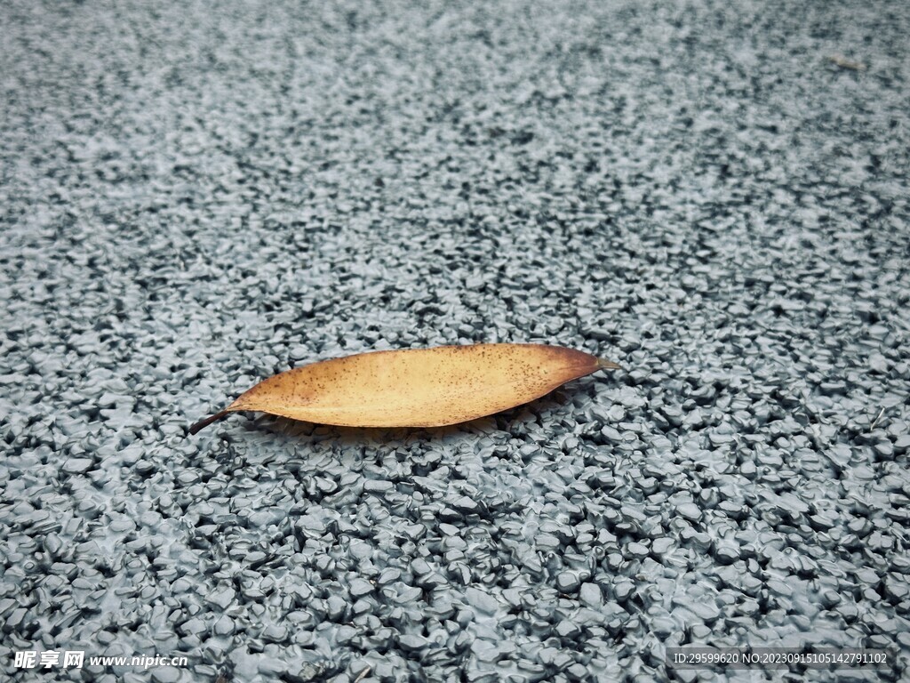 落叶