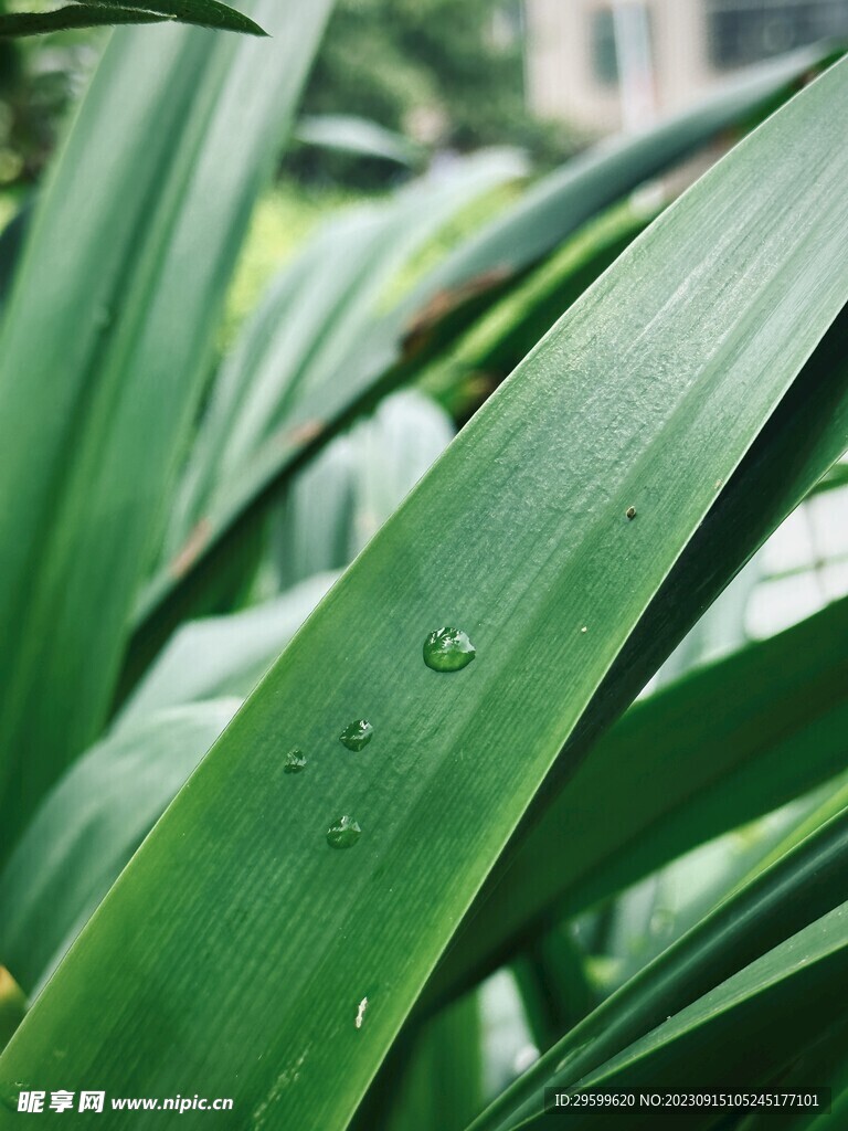 水鬼蕉