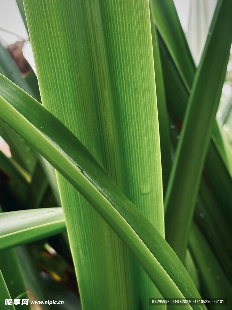 水鬼蕉