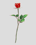 牡丹花卉
