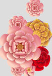 牡丹花卉