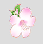 牡丹花卉