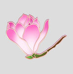 牡丹花卉