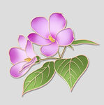 牡丹花卉