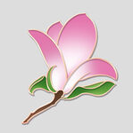 牡丹花卉