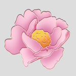 牡丹花卉