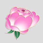 牡丹花卉