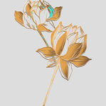 牡丹花卉