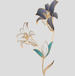 牡丹花卉