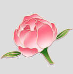 牡丹花卉