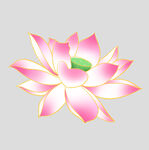 牡丹花卉