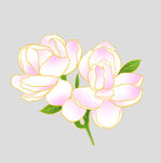牡丹花卉