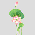 牡丹花卉