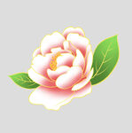 牡丹花卉
